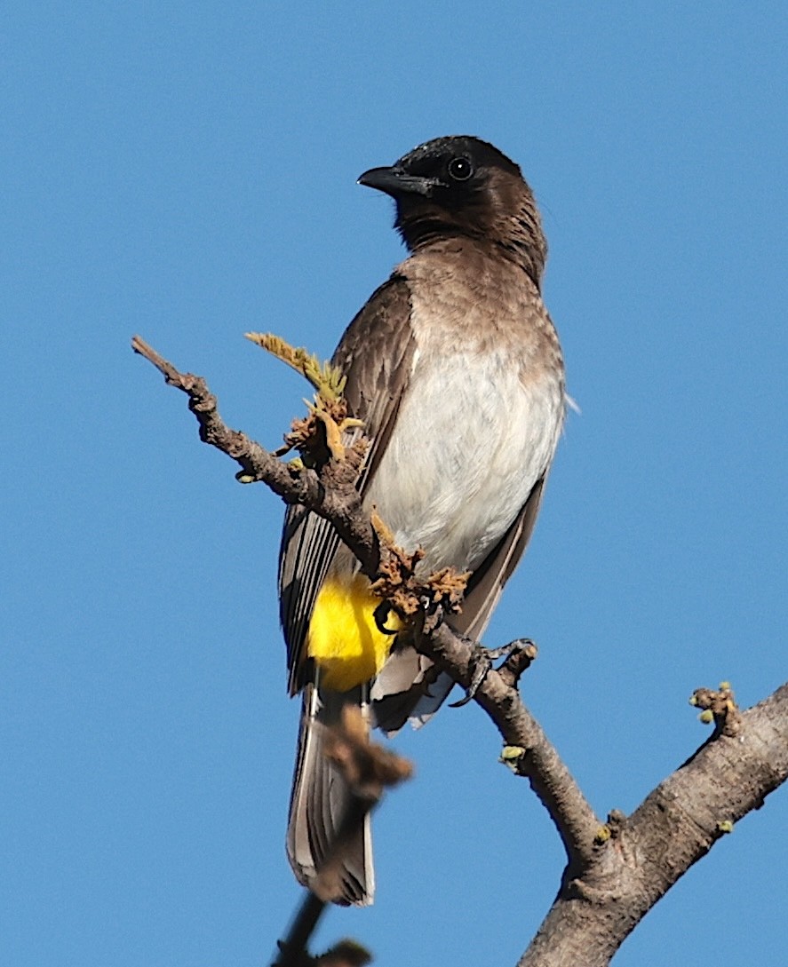 アフリカヒヨドリ（tricolor グループ） - ML646442459