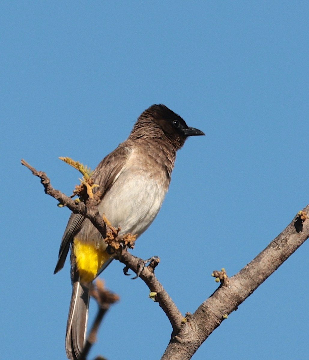 アフリカヒヨドリ（tricolor グループ） - ML646442460