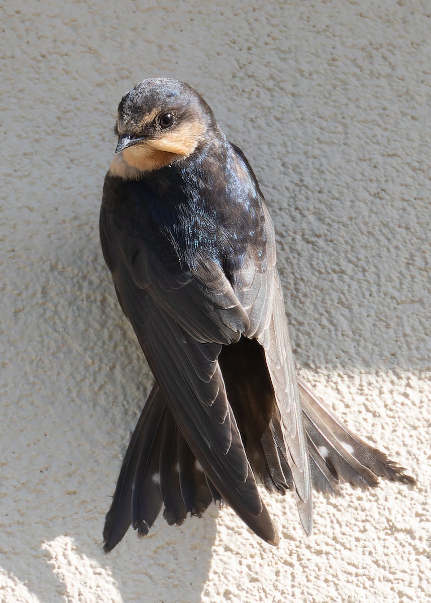 オーストラリアツバメ - ML646442461