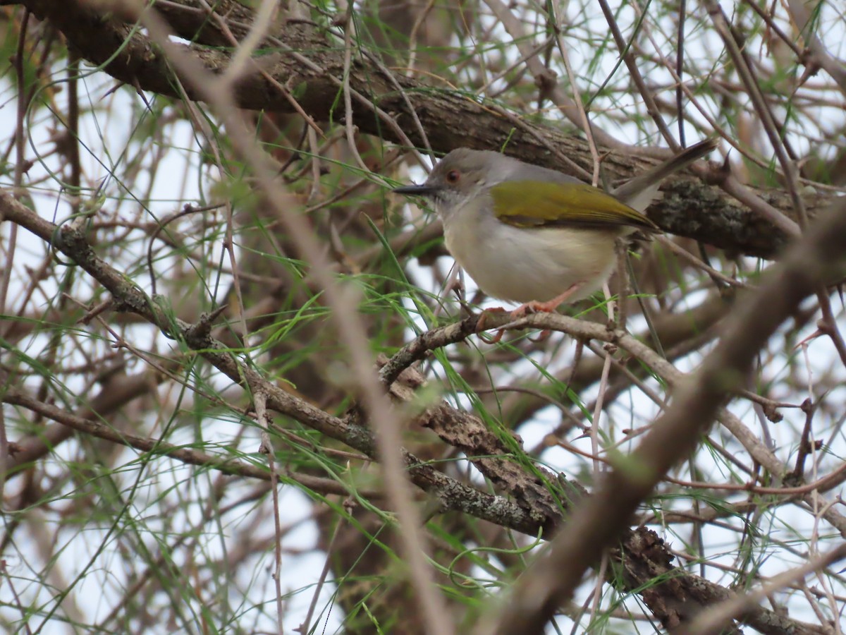 ミドリコムシクイ - ML646442462