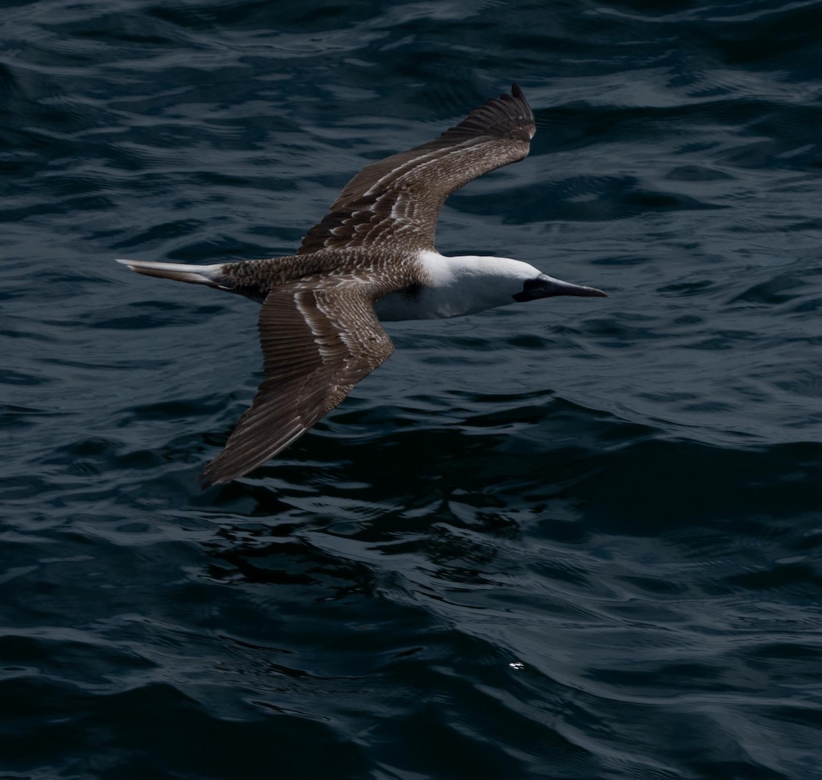 ペルーカツオドリ - ML646442463