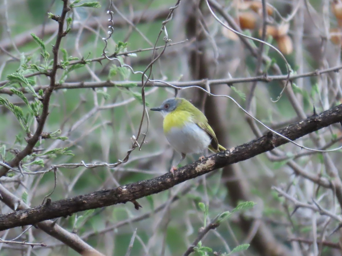 ミドリコムシクイ - ML646442465