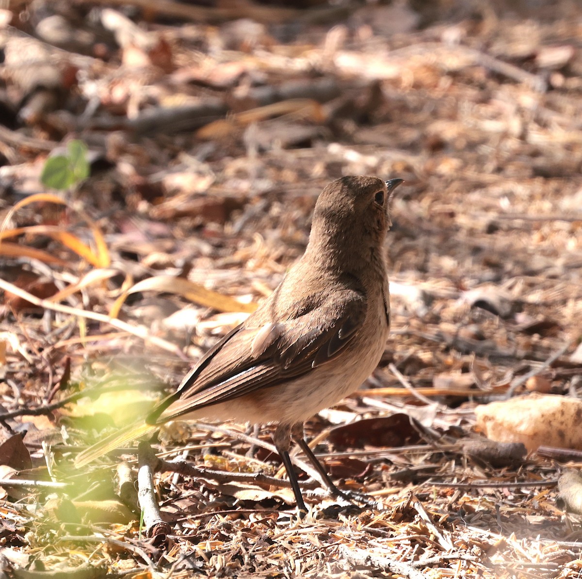 Familiar Chat - ML646442466