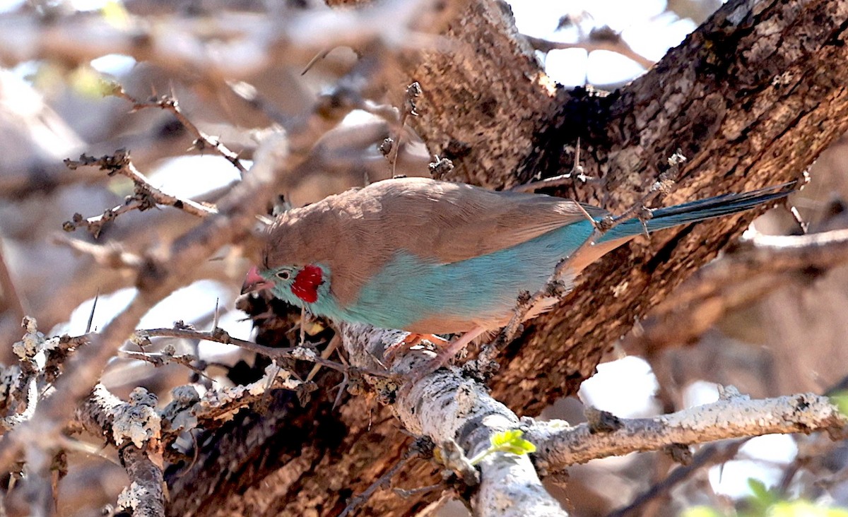 פרושית אדומת-לחי - ML646442475