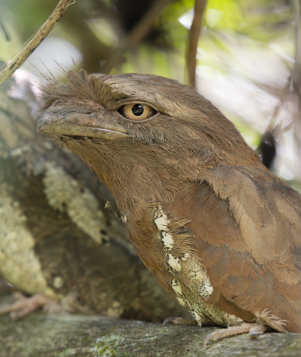 Sri Lanka Frogmouth - ML646442476