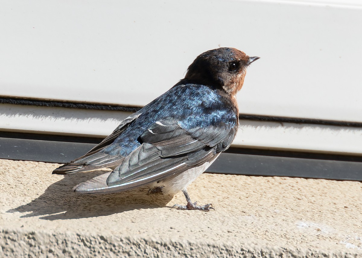 Welcome Swallow - ML646442477