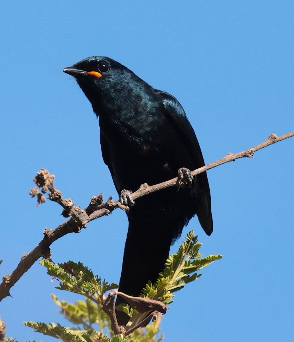 Black Cuckooshrike - ML646442482