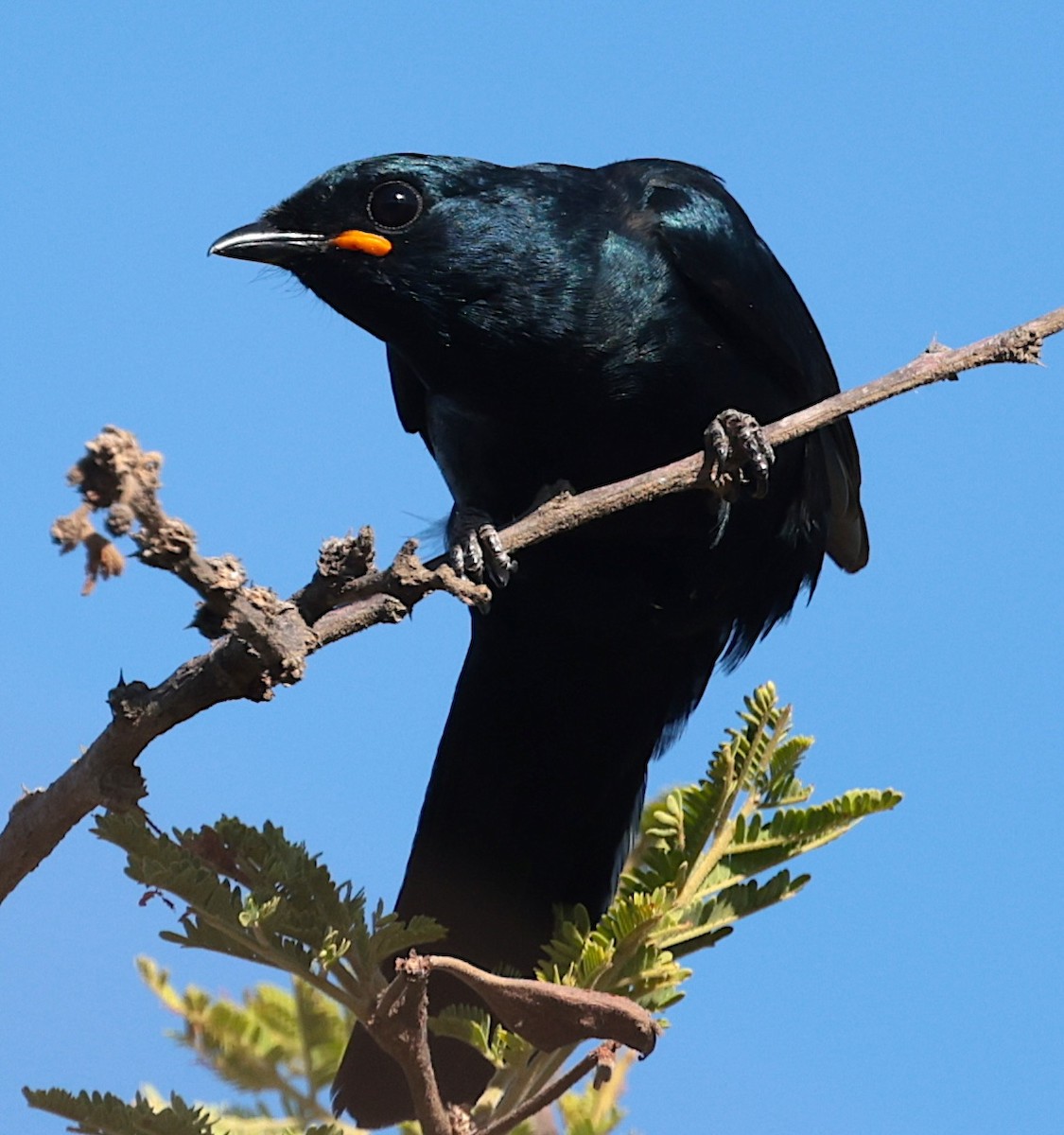 Black Cuckooshrike - ML646442483