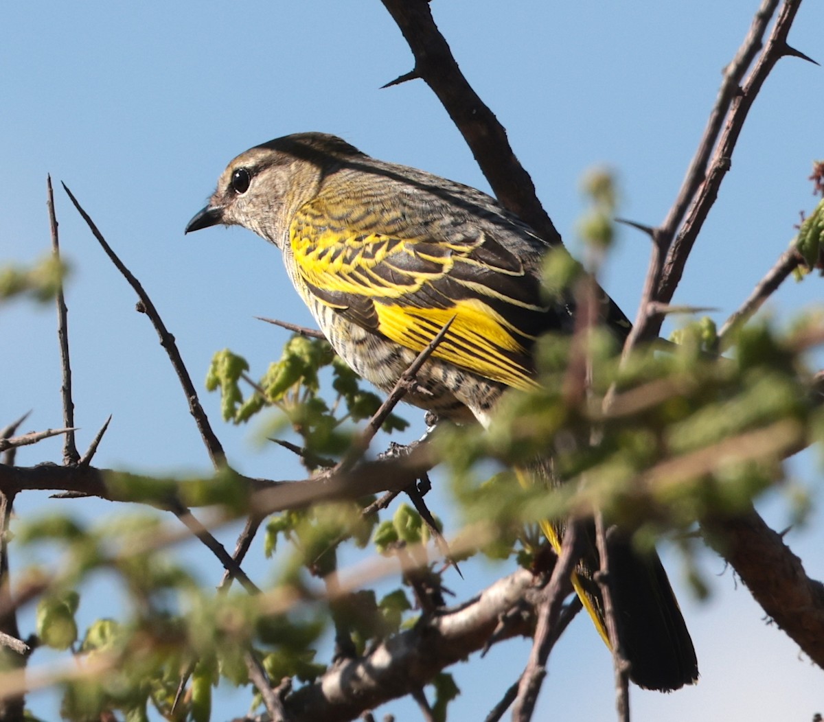 Black Cuckooshrike - ML646442484
