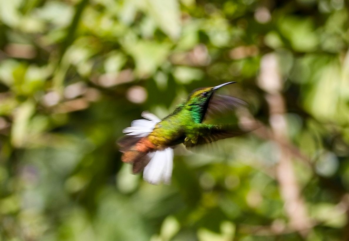 ドウボウシハチドリ - ML646442485