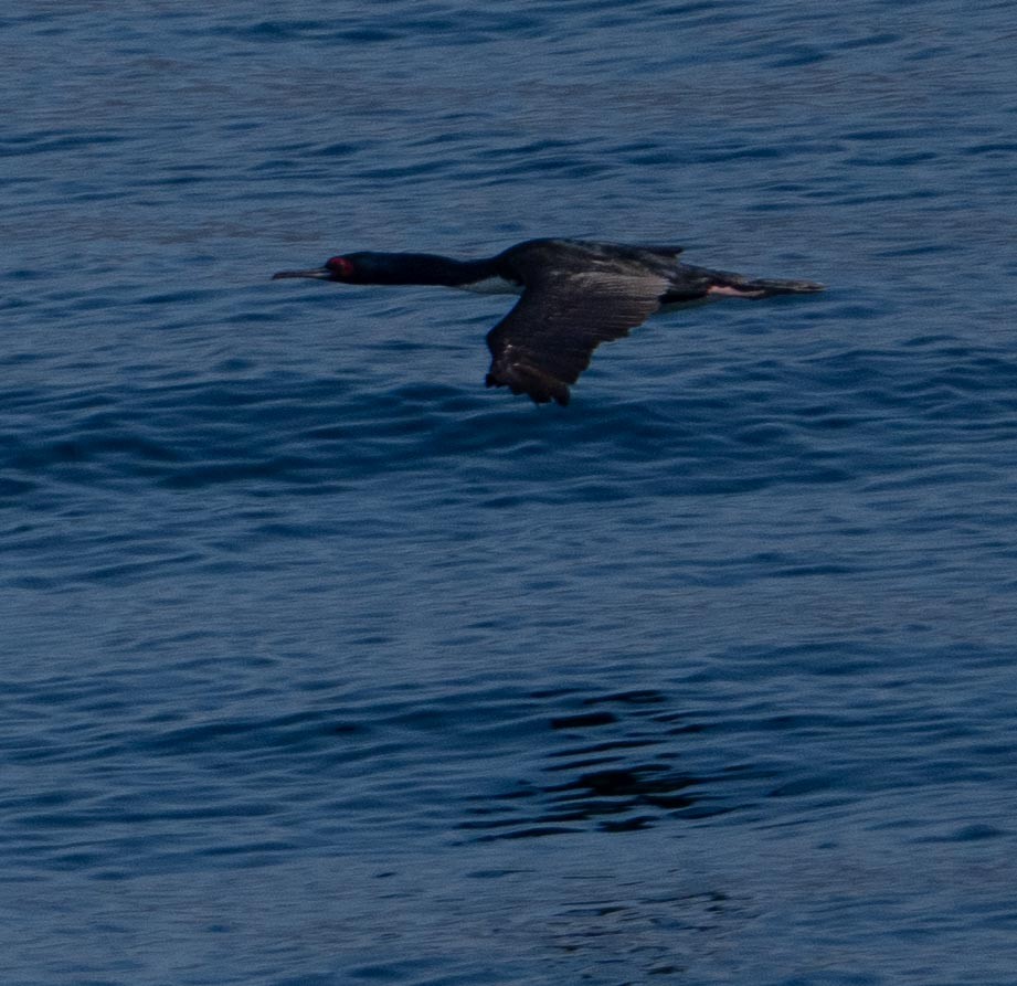 kormorán guánový - ML646442486