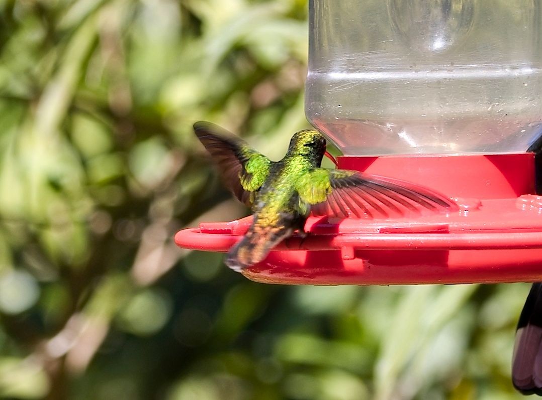 ドウボウシハチドリ - ML646442487