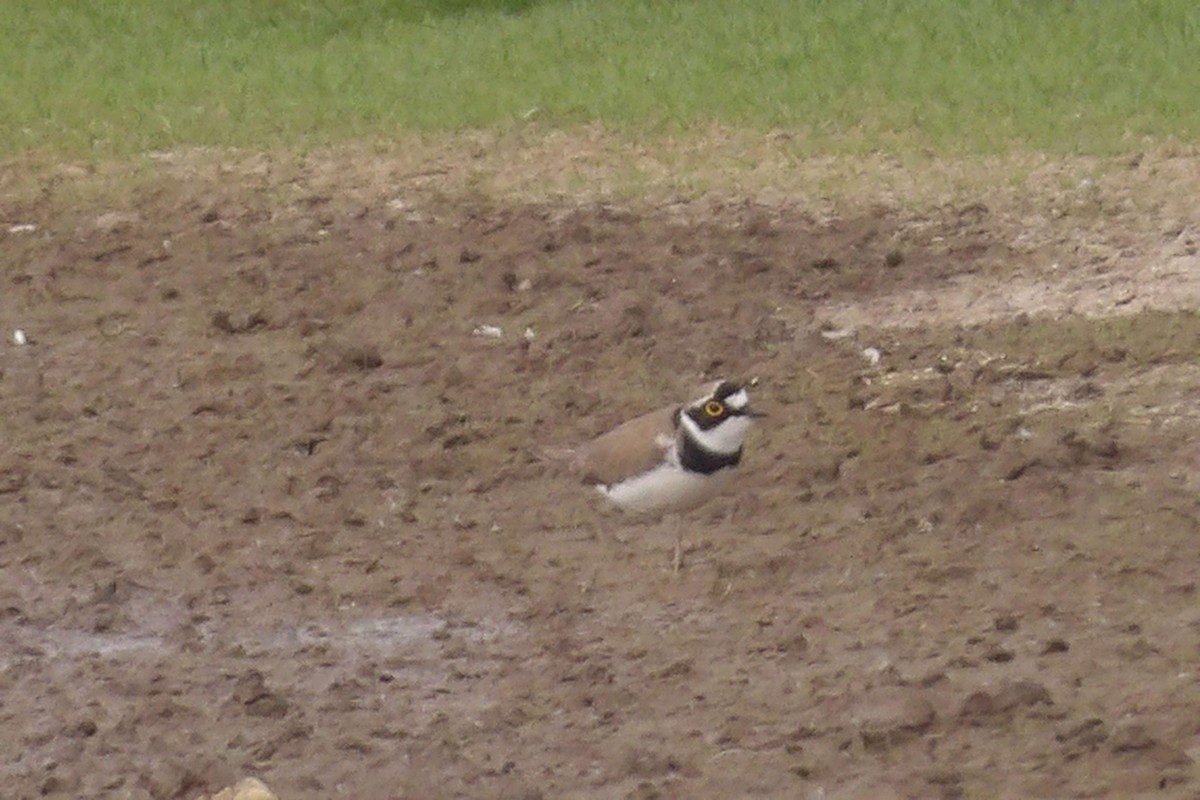 Little Ringed Plover - ML646442488