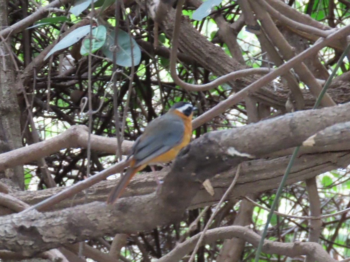 Heuglin Kızılca Bülbülü - ML646442489