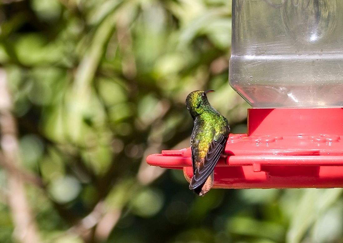 ドウボウシハチドリ - ML646442490