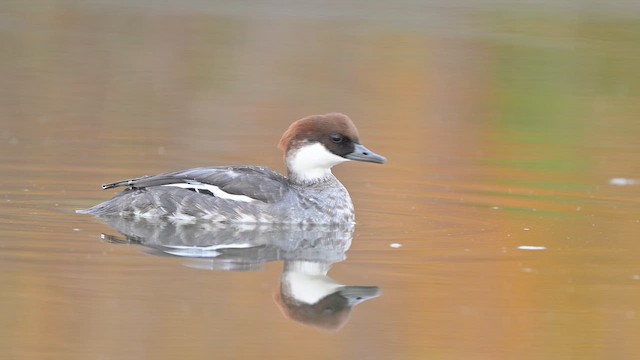 Smew - ML646442492