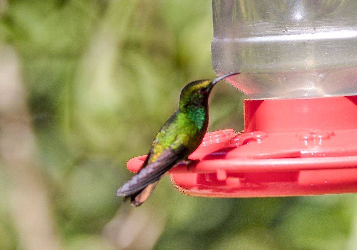 ドウボウシハチドリ - ML646442493