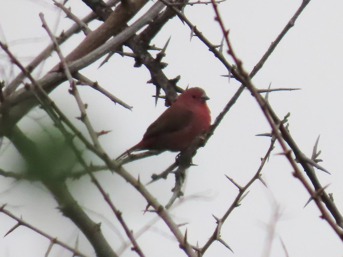 Jameson Ateşispinozu - ML646442496