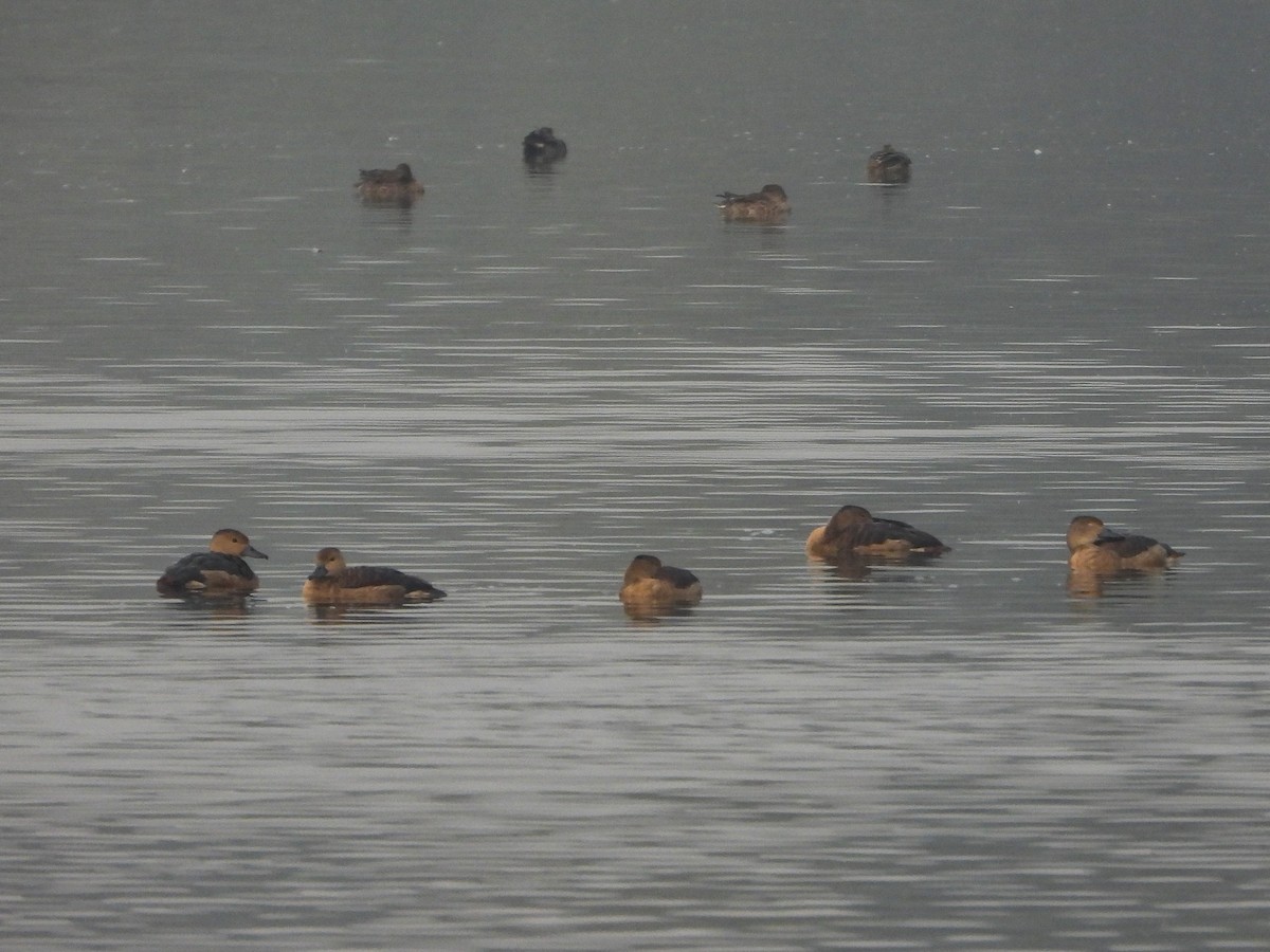 Lesser Whistling-Duck - ML646442497