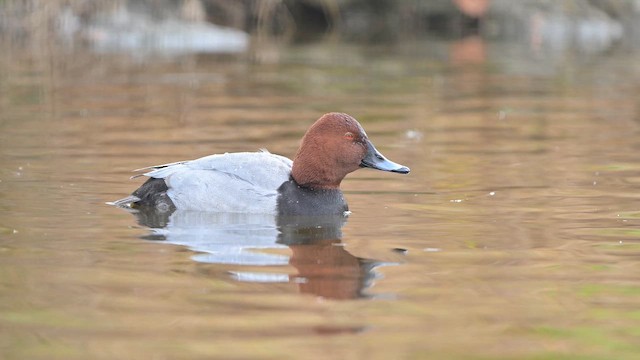 Common Pochard - ML646442498