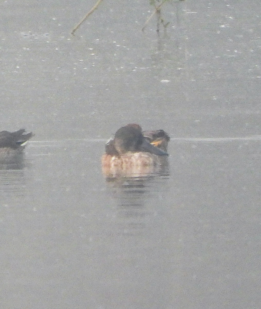 Northern Shoveler - ML646442503