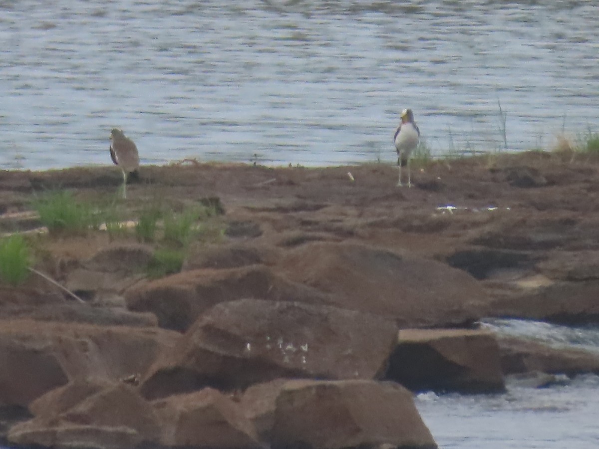 Ak Tepeli Kızkuşu - ML646442504