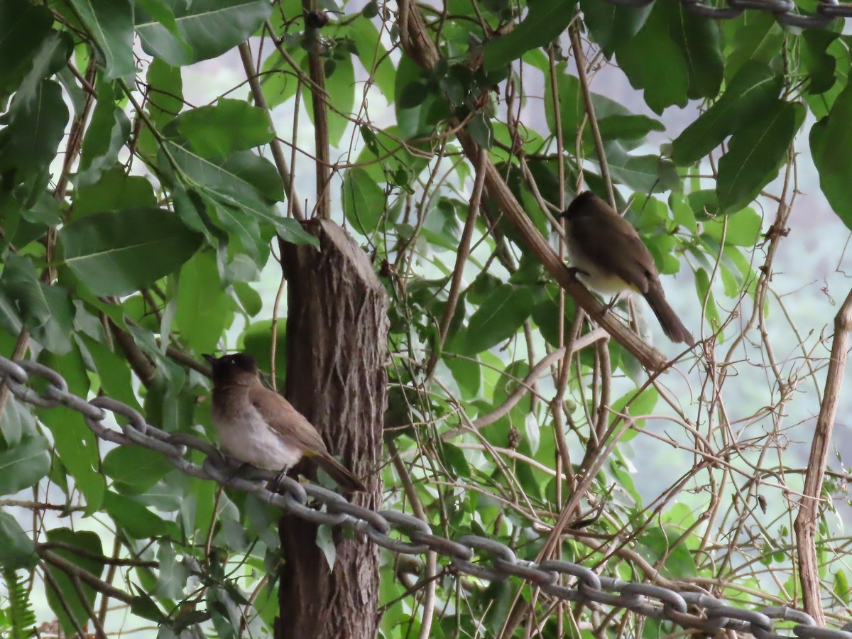 Esmer Arapbülbülü - ML646442508