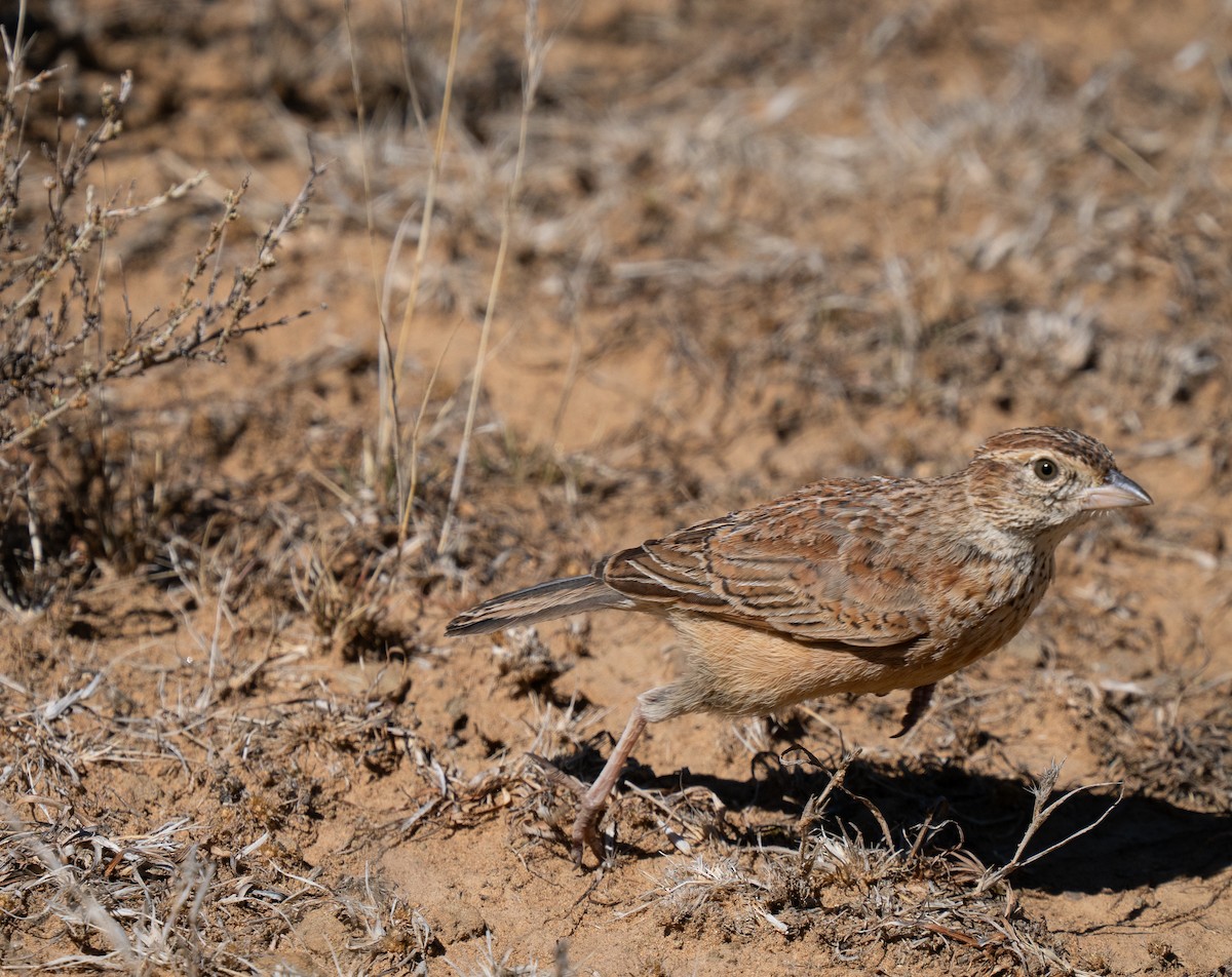 Doğulu Toygar - ML646442509