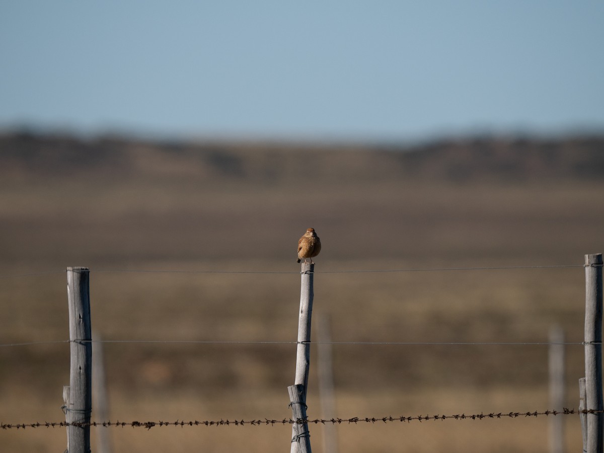 Doğulu Toygar - ML646442510