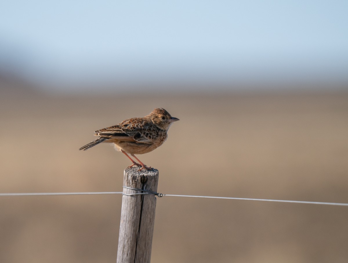 Doğulu Toygar - ML646442511