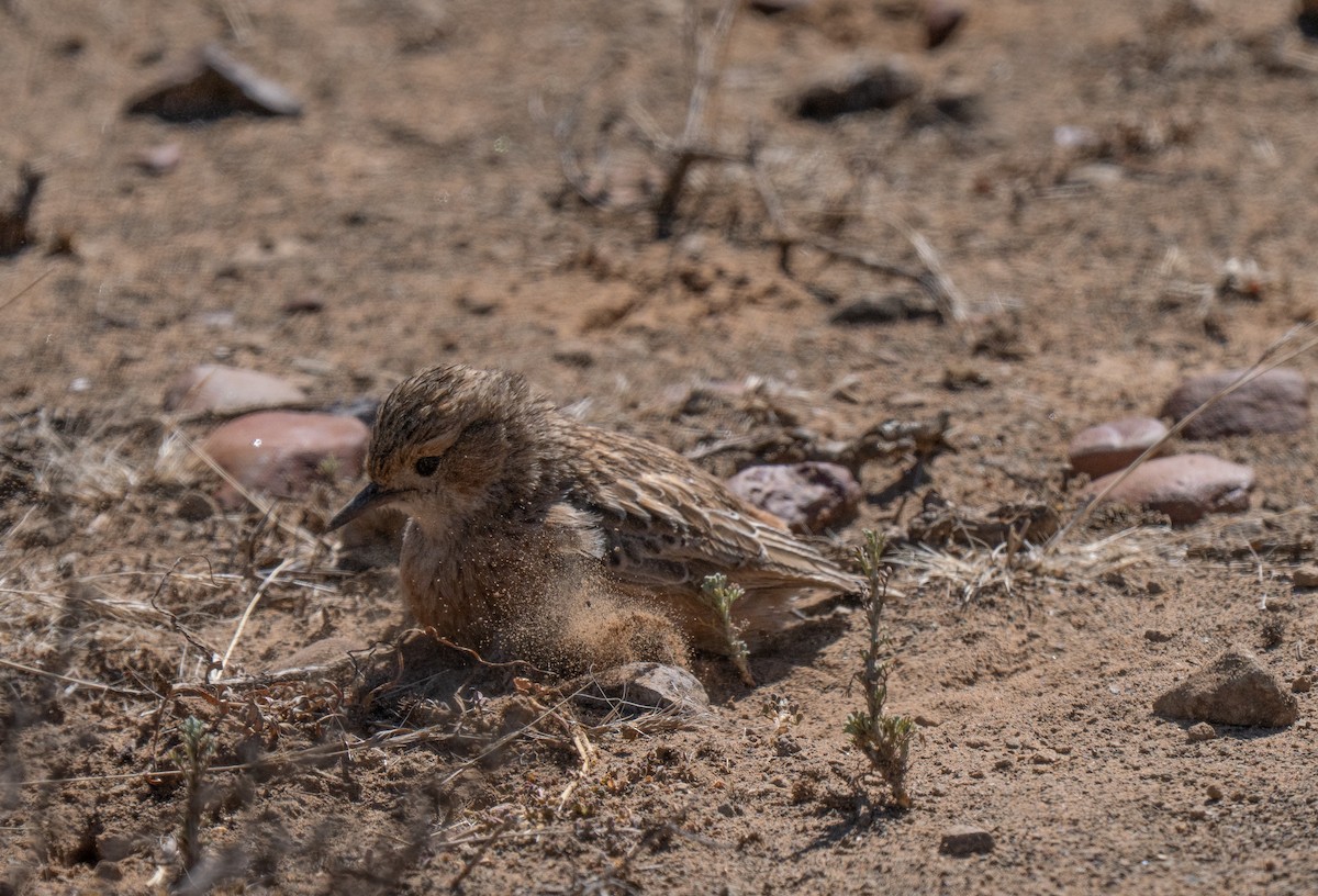 Doğulu Toygar - ML646442512