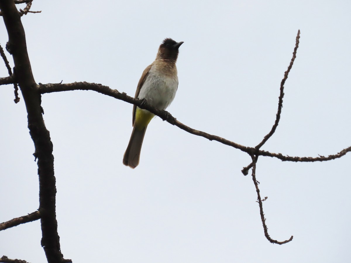 Esmer Arapbülbülü - ML646442514