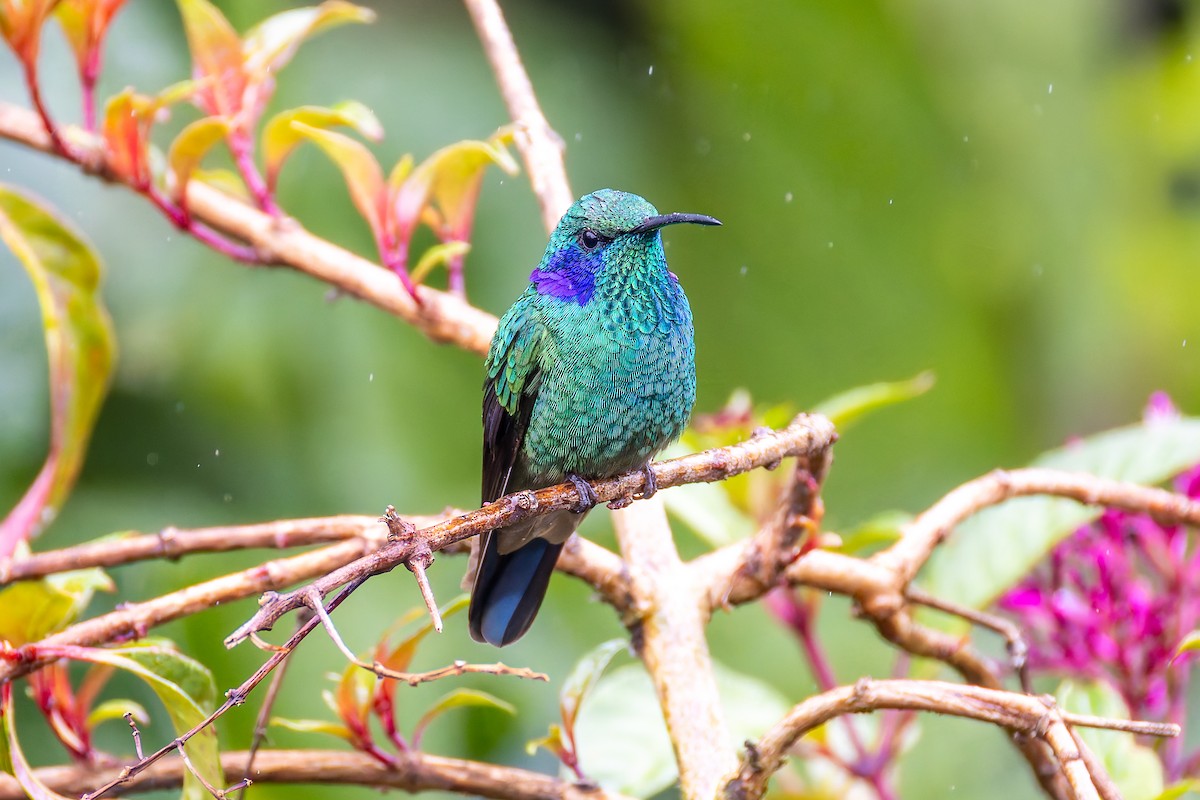 Lesser Violetear - ML646442515