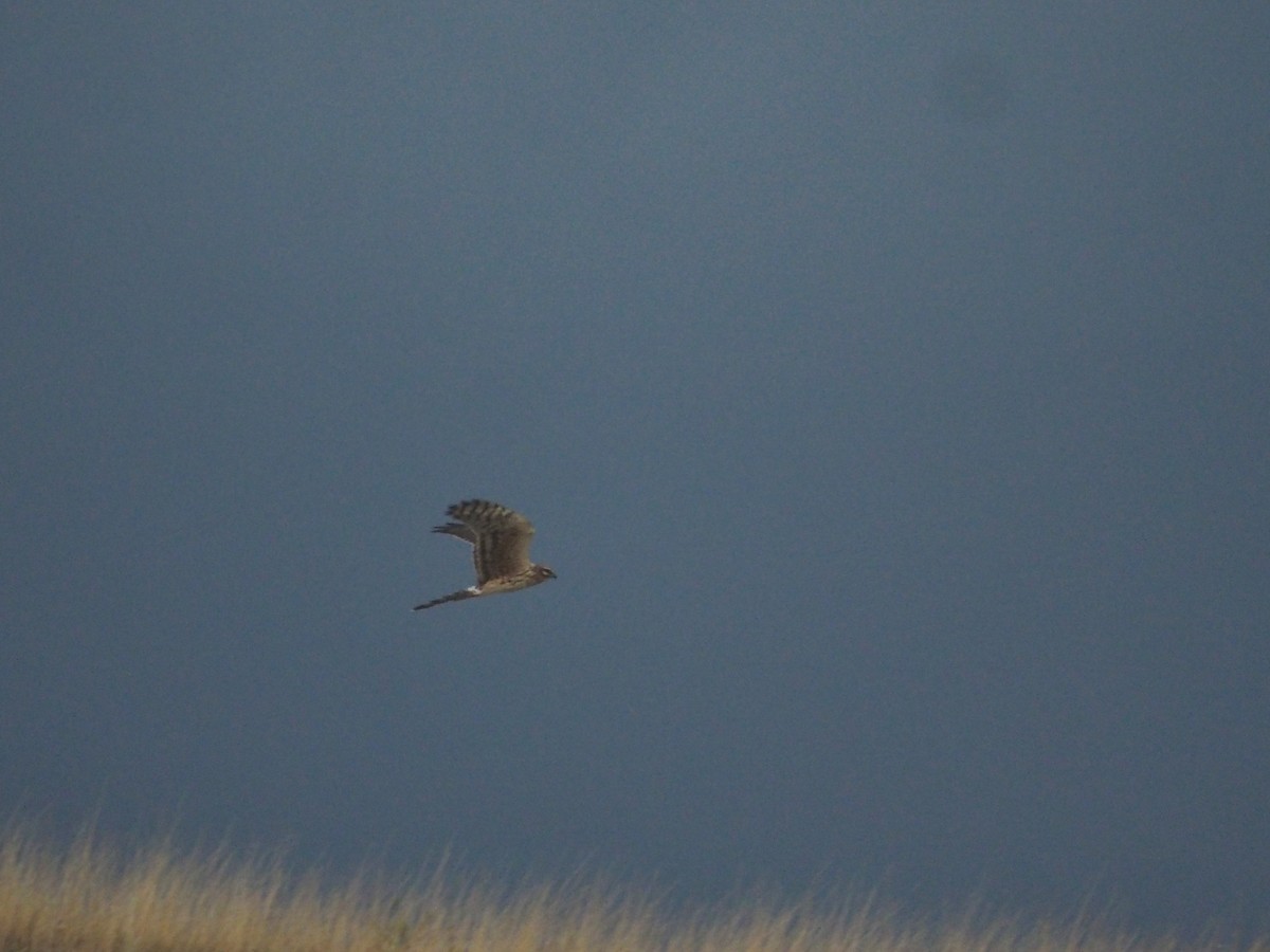 Нугын хулд - ML646442520