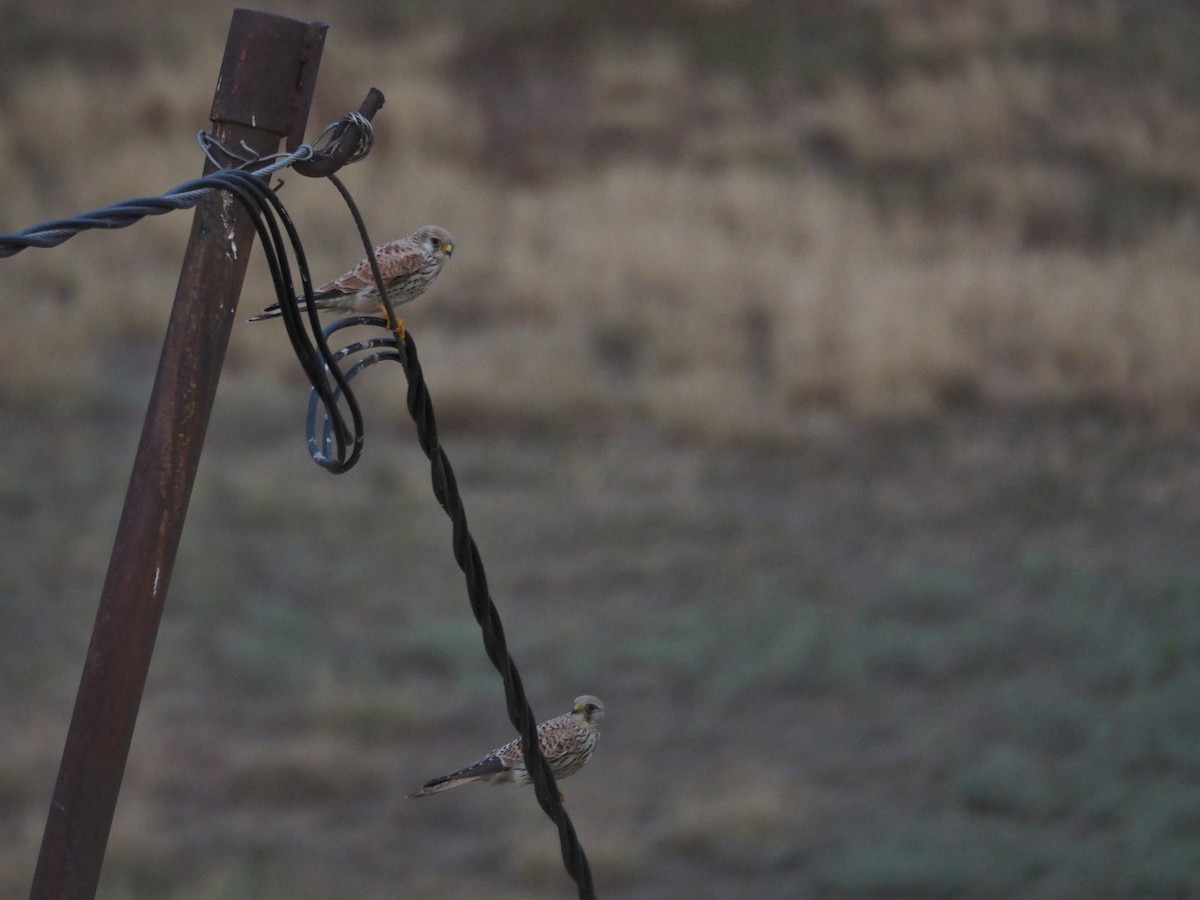 Зээрд шонхор - ML646442522