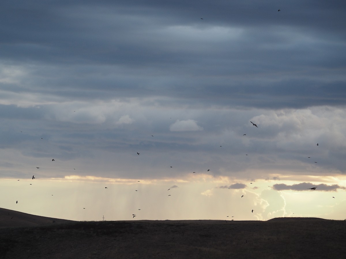 Зээрд шонхор - ML646442526