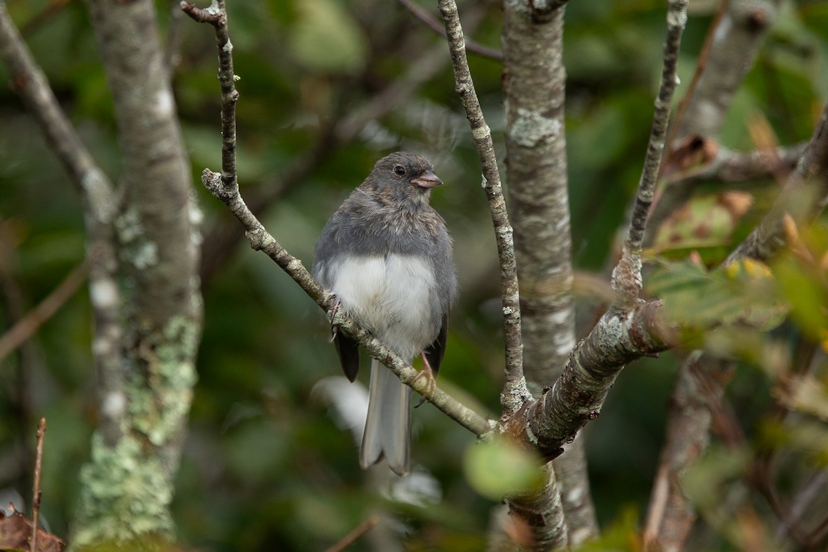 Dark-eyed Junco - ML646442527