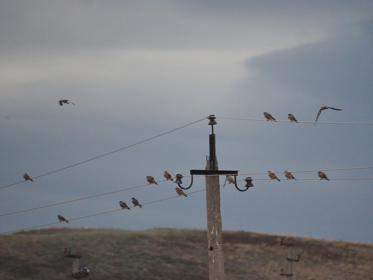 Зээрд шонхор - ML646442529