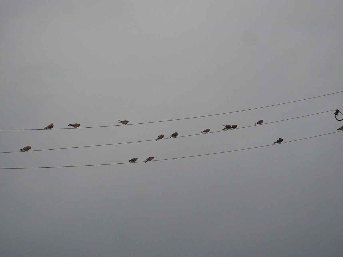 Зээрд шонхор - ML646442530