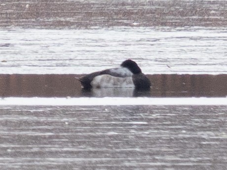 Greater Scaup - ML646442531