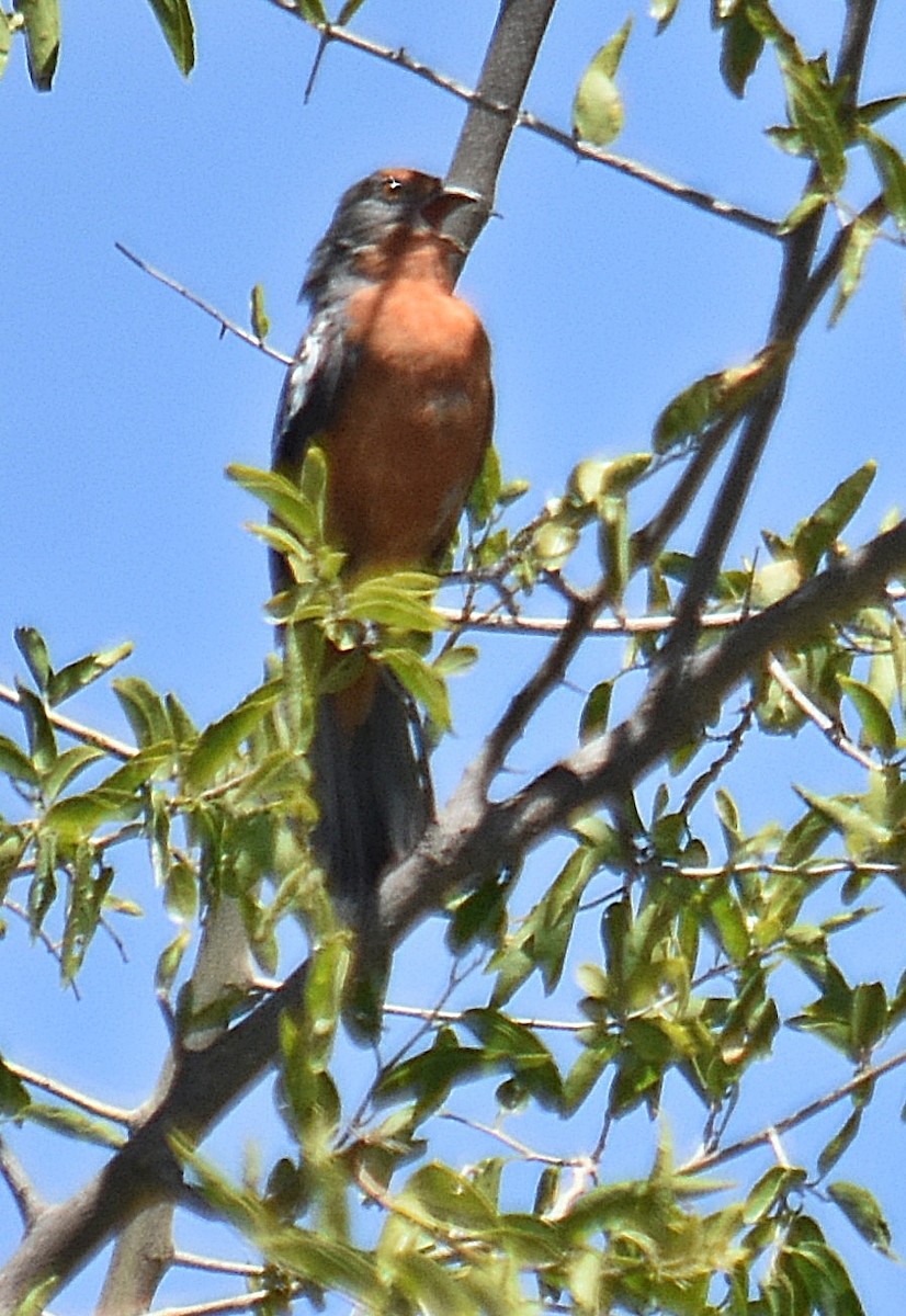 White-tipped Plantcutter - ML646442533