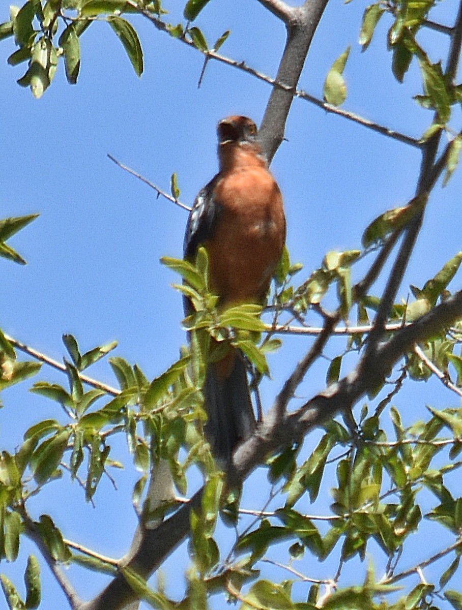 White-tipped Plantcutter - ML646442534