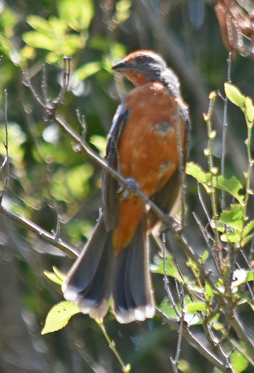 White-tipped Plantcutter - ML646442535