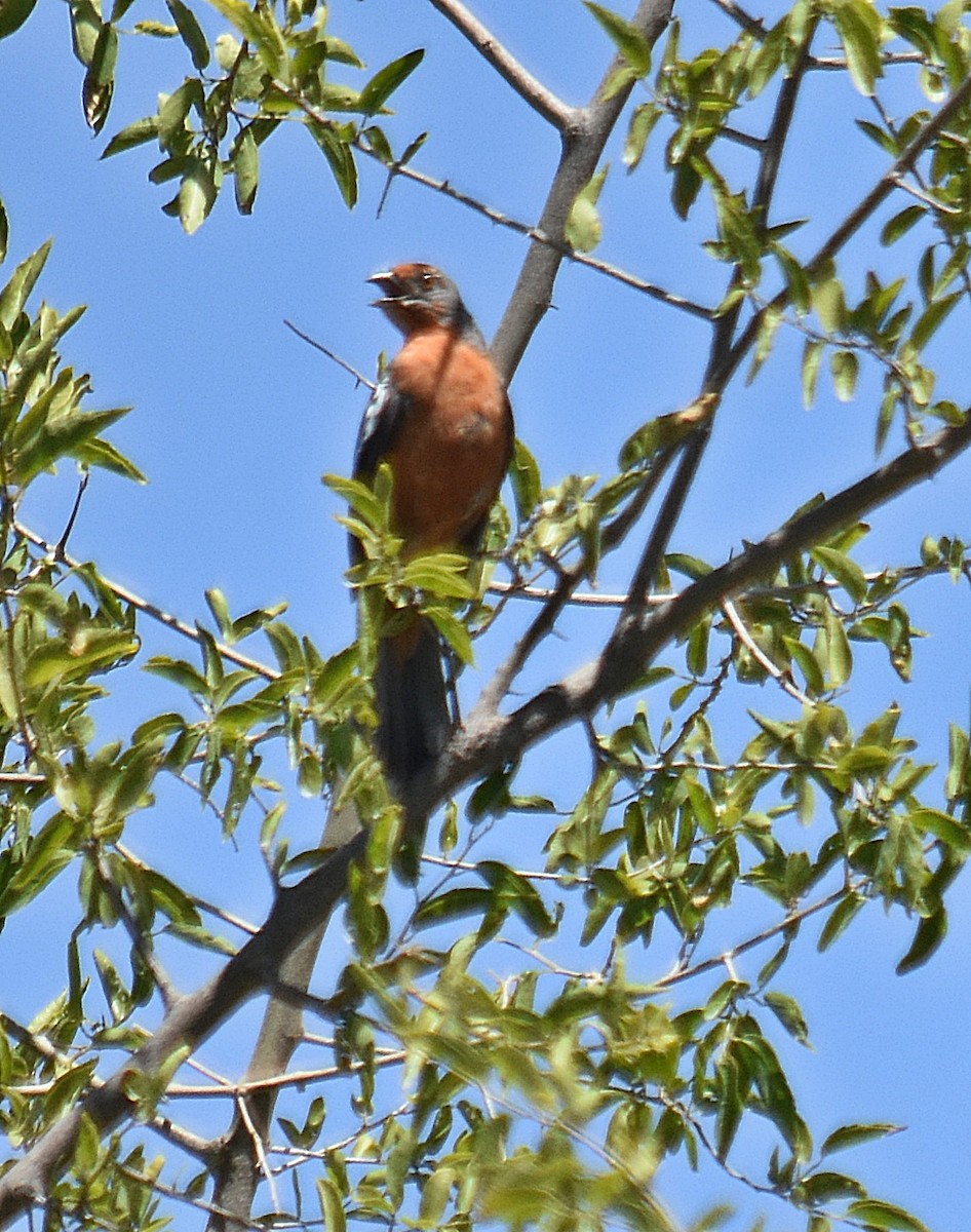 White-tipped Plantcutter - ML646442536