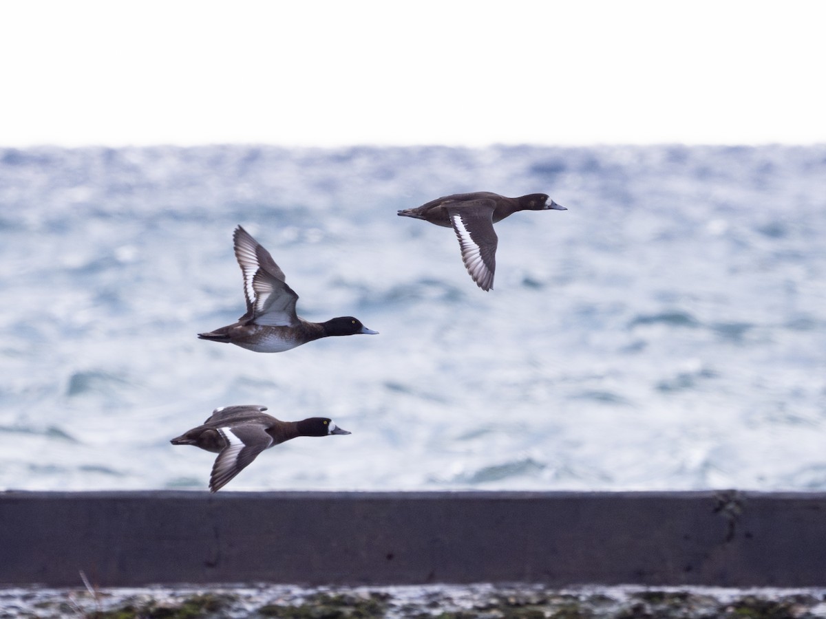 Greater Scaup - ML646442540