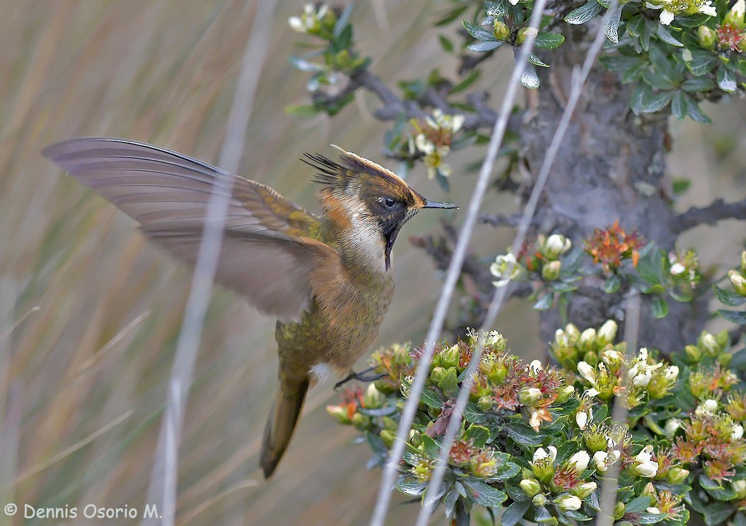 Buffy Helmetcrest - ML646442541