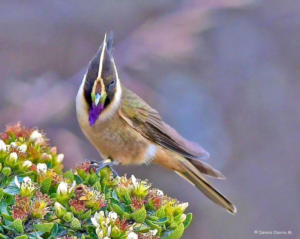 Buffy Helmetcrest - ML646442542