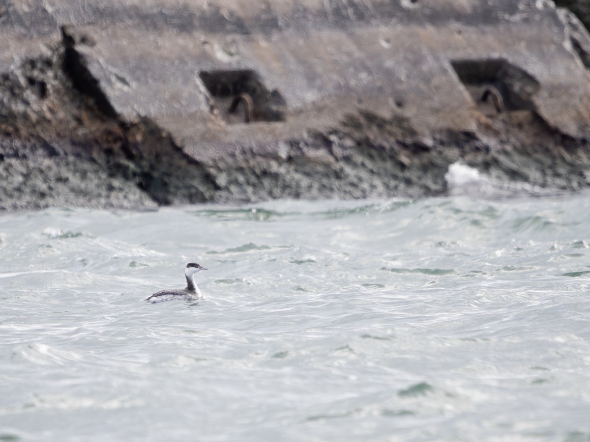 Horned Grebe - ML646442544