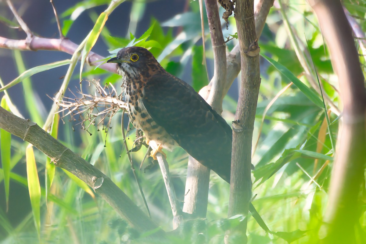 Large Hawk-Cuckoo - ML646442545