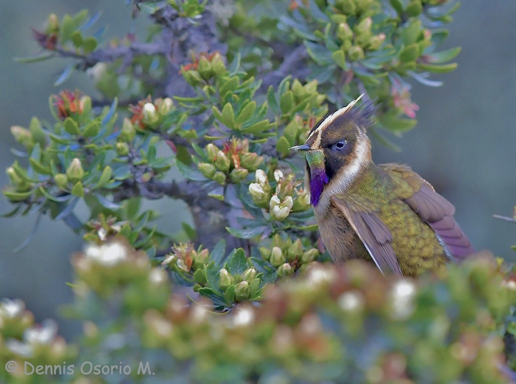 Buffy Helmetcrest - ML646442546